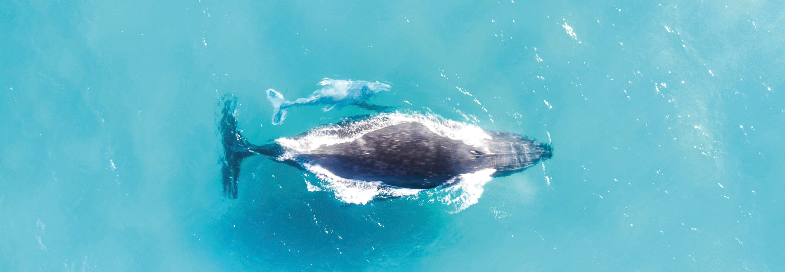 Aerial view of humpback whale and calf swimming in the ocean